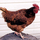 Helen patricia.thumb